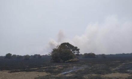 Fuerzas de tarea combaten incendio de pastizal en Alvarado