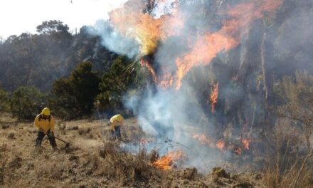 Activos 8 incendios forestales en territorio veracruzano: CONAFOR