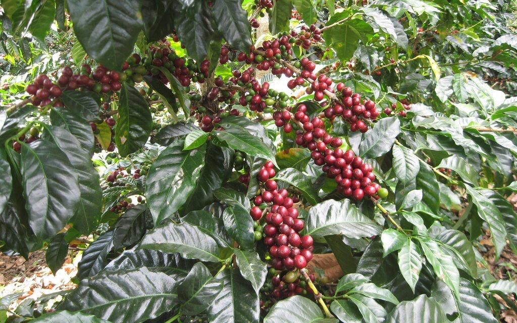 Buscan estebecer marca regional de café veracruzano, CAFECOL realiza estudios