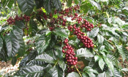 Buscan estebecer marca regional de café veracruzano, CAFECOL realiza estudios