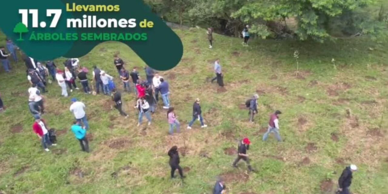 Van más de 11 millones de árboles plantados en Veracruz, viene una nueva reforestación masiva