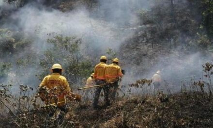 CONAFOR reporta 13 incendios forestales activos en territorio veracruzano