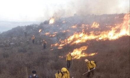 Registra Veracruz 172 incendios forestales en lo que va del año, con más de 9 mil hectáreas afectadas