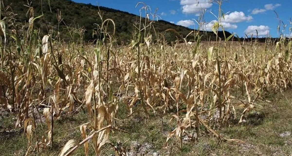 Realizan censo de afectaciones por sequía y lluvias en territorio veracruzano: SEDARPA