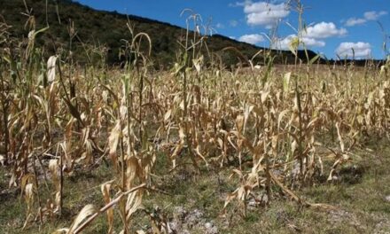 Realizan censo de afectaciones por sequía y lluvias en territorio veracruzano: SEDARPA