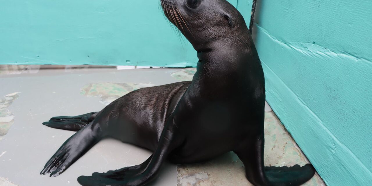 Anuncian nacimiento de lobo marino en el Aquarium de Veracruz