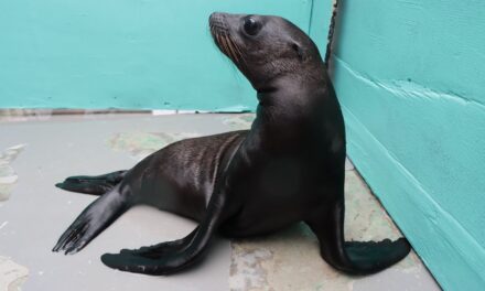 Anuncian nacimiento de lobo marino en el Aquarium de Veracruz