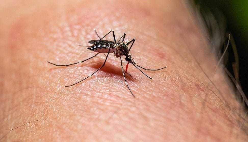 Aumentan casos de dengue en México, suman 80 mil 866 confirmados