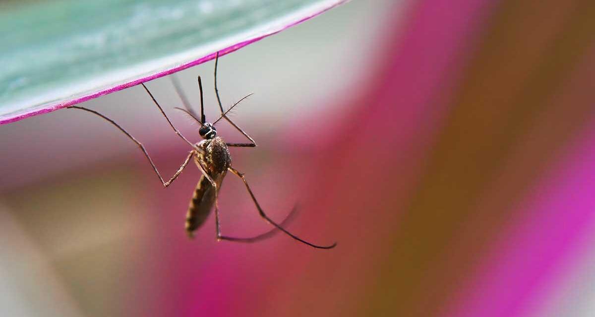 Suman 85 mil 556 casos de dengue en el país, Jalisco, Nuevo León y Veracruz concentran la mayoría