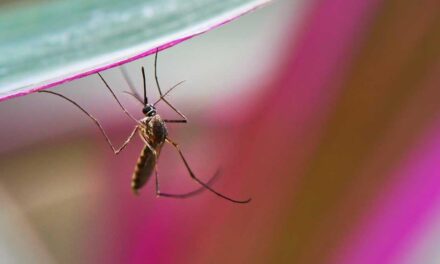 Suman 85 mil 556 casos de dengue en el país, Jalisco, Nuevo León y Veracruz concentran la mayoría