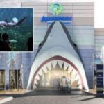 Avanza remodelación del ‘Aquarium’ en Veracruz, colocan cabeza de tiburón en fachada