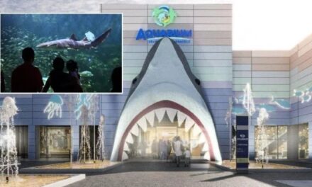 Avanza remodelación del ‘Aquarium’ en Veracruz, colocan cabeza de tiburón en fachada