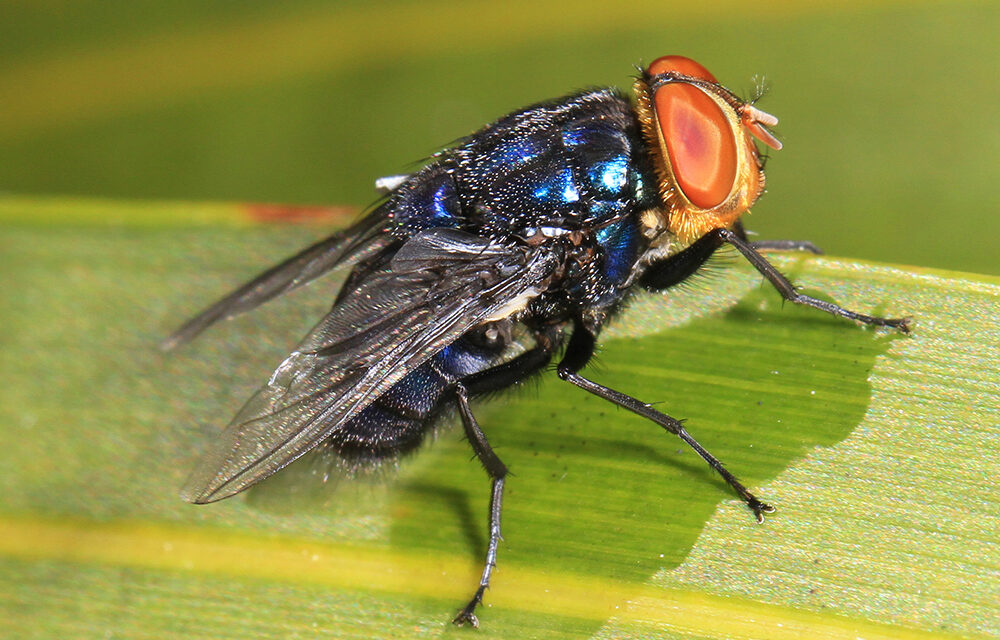 Veracruz, aún a tiempo de frenar entrada de la Mosca Devoradora de Hombres