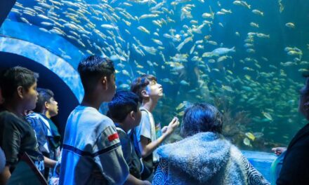 Regresan los Martes Gratis al Aquarium del Puerto de Veracruz