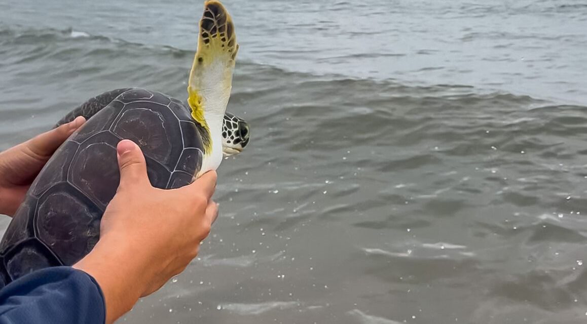 Aquarium y Profepa liberan tres tortugas marinas 