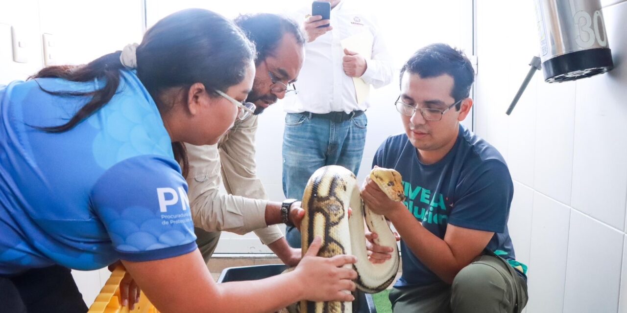 Ejemplar de pitón de 4.6 metros es reubicado en Naturalia