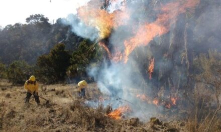 Veracruz cuarto lugar nacional en incidencia de incendios forestales con 8 siniestros