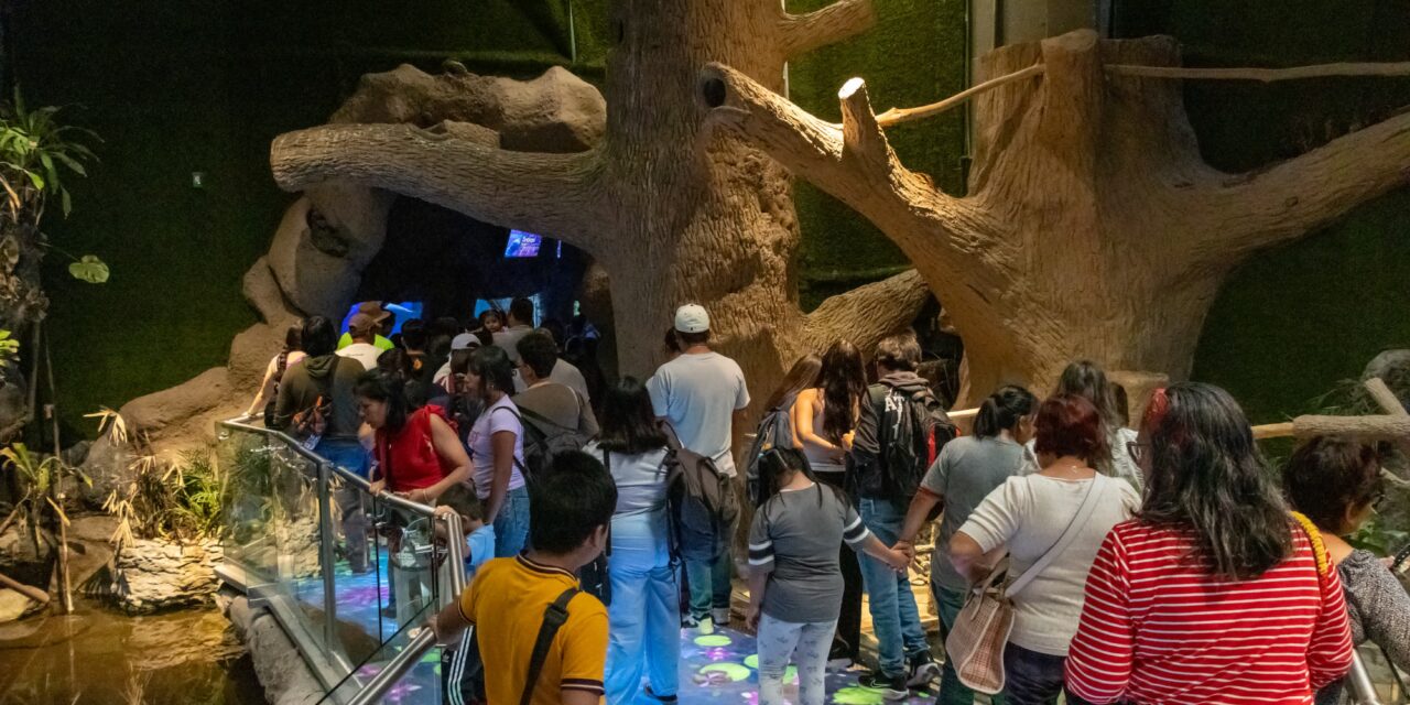 Miles disfrutan el Martes Gratis en el Aquarium de Veracruz