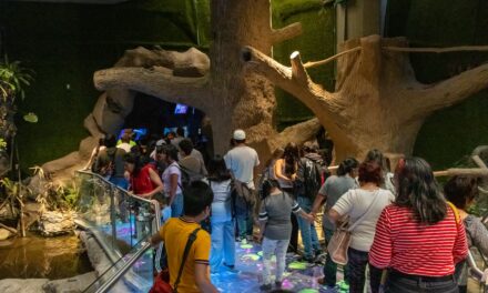 Miles disfrutan el Martes Gratis en el Aquarium de Veracruz